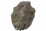 Fossil Hadrosaur Caudal Vertebra w/ Metal Stand - Texas #243664-1